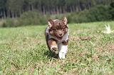 BERGER AUSTRALIEN PUPPIES 044